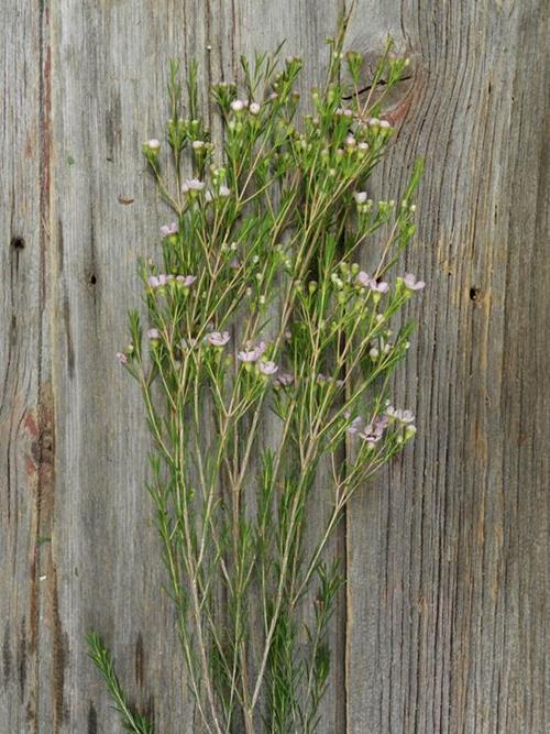  PINK WAXFLOWER